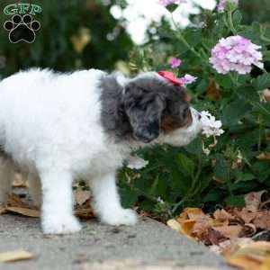 Sunshine, Cavapoo Puppy